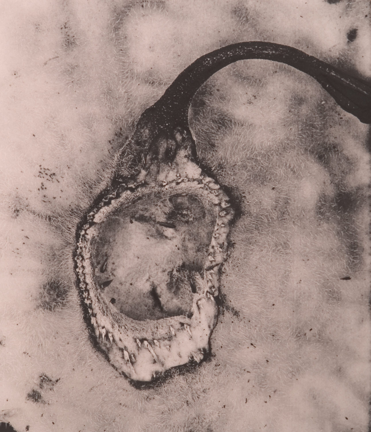 z cyklu bez tytułu, nr neg. 1035/11